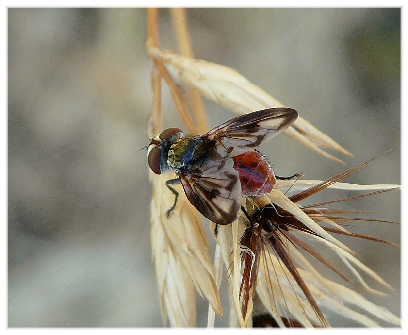 Ectophasia sp M. (Tachinidae)